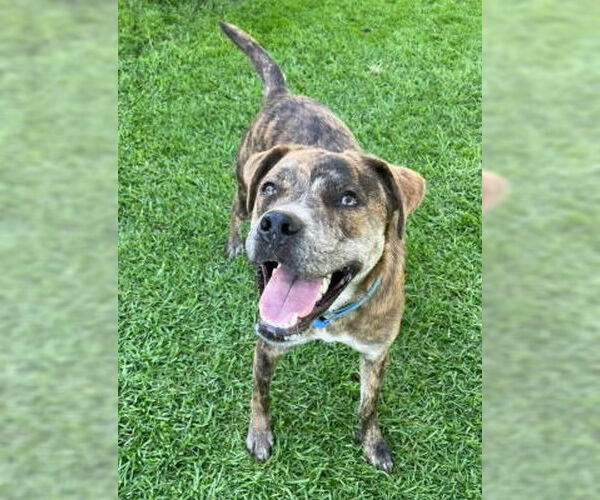 Medium Photo #2 Catahoula Leopard Dog-Unknown Mix Puppy For Sale in Ventura, CA, USA