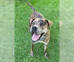 Small #1 Catahoula Leopard Dog Mix