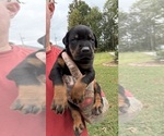 Small #8 Doberman Pinscher