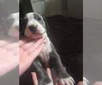 Small #7 American Staffordshire Terrier Mix
