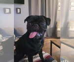 Small Photo #1 Pug Puppy For Sale in CORY, IN, USA
