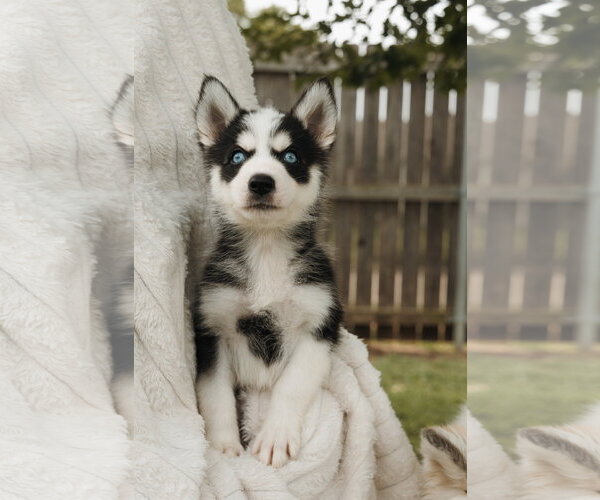 Medium Photo #3 Siberian Husky Puppy For Sale in Carrollton, TX, USA