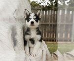 Small #2 Siberian Husky