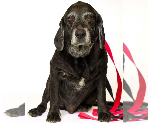 Medium Photo #5 Basset Hound-Labrador Retriever Mix Puppy For Sale in Brooklyn Center, MN, USA
