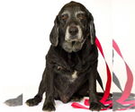 Small #4 Basset Hound-Labrador Retriever Mix