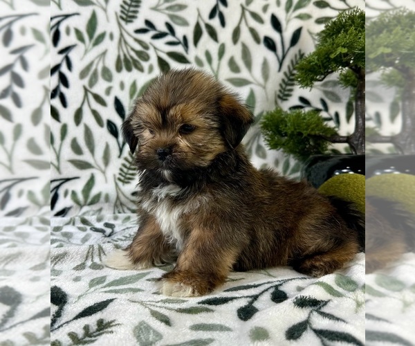 Medium Photo #3 Shorkie Tzu Puppy For Sale in GREENFIELD, IN, USA