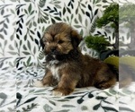 Small #2 Shorkie Tzu