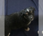 Small Photo #19 Miniature Australian Shepherd Puppy For Sale in BETHANY, IL, USA
