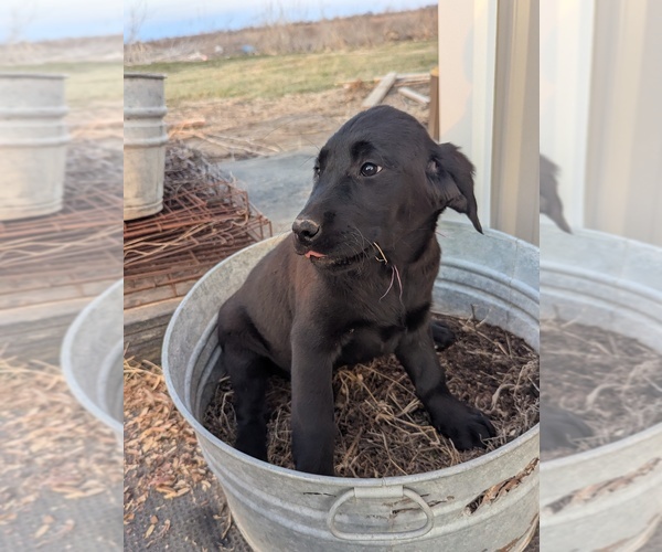 Medium Photo #22 Golden Labrador Puppy For Sale in CAMERON, MO, USA