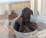Small Photo #22 Golden Labrador Puppy For Sale in CAMERON, MO, USA