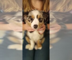 Miniature American Shepherd Puppy for sale in CROSSROADS, TX, USA