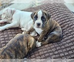 Puppy Puppy 6 Boxer