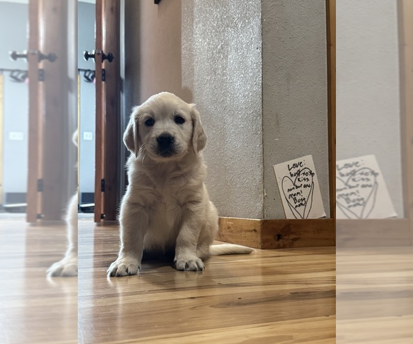 Medium Photo #5 English Cream Golden Retriever Puppy For Sale in CHEHALIS, WA, USA
