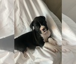 Puppy Uga Boxer