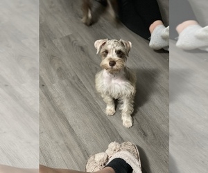 Schnauzer (Miniature) Puppy for sale in MIAMI GARDENS, FL, USA