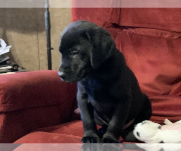 Full screen Photo #4 Labrador Retriever Puppy For Sale in SPOTSYLVANIA, VA, USA