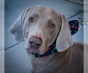 Weimaraner Dogs for adoption in Fountain , CO, USA