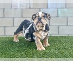 Small #32 English Bulldog