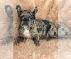 French Bulldog Puppy for sale in BOSTON, MA, USA