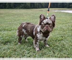 Father of the French Bulldog puppies born on 12/06/2025