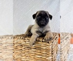 Small #1 Pug
