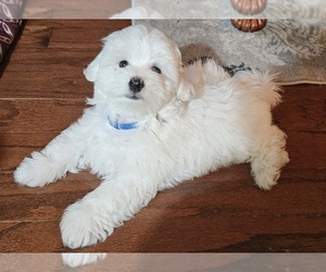 Maltichon Puppy for sale in RIVERVIEW, FL, USA