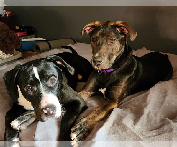 Medium Photo #10 Shepradors Puppy For Sale in Princeton, MN, USA