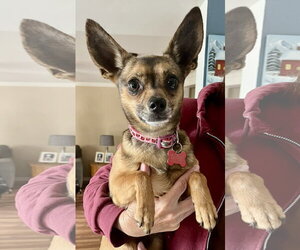 Chihuahua Dogs for adoption in Mount Laurel, NJ, USA