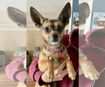 Small Chihuahua
