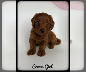 Goldendoodle (Miniature) Puppy for sale in ORANGE PARK, FL, USA