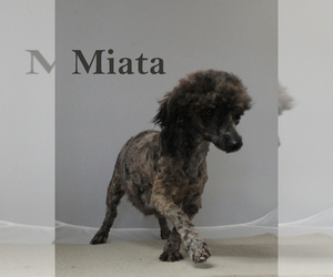 Mother of the Poodle (Toy) puppies born on 11/01/2023