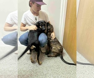 Fred - Male Labrador Retriever-Unknown Mix Dog for Adoption - Photo #9