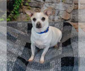 Chewy - Male Chihuahua-Unknown Mix Dog for Adoption - Photo #7