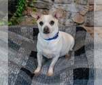 Small #6 Chihuahua Mix