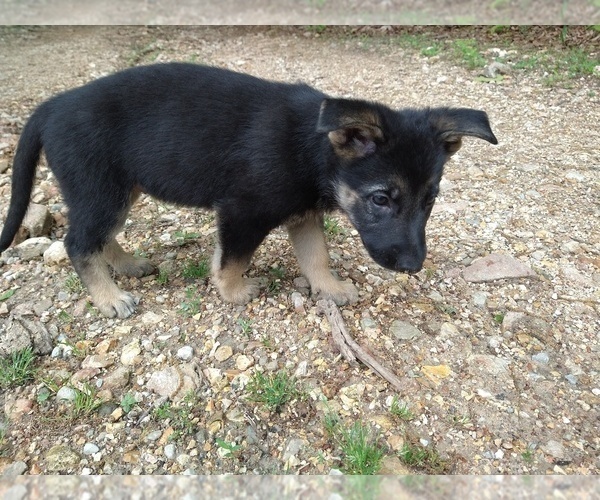Medium Photo #3 German Shepherd Dog Puppy For Sale in DRURY, MO, USA