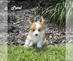 Puppy Petal Pembroke Welsh Corgi