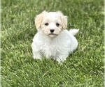 Small #10 Maltese