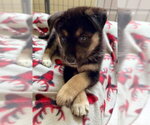 Small #2 Siberian Husky Mix