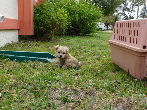 Medium Photo #15 Morkie Puppy For Sale in ORLANDO, FL, USA
