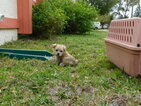 Small Photo #15 Morkie Puppy For Sale in ORLANDO, FL, USA