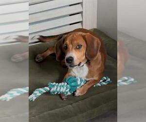 Beagle-Unknown Mix Dogs for adoption in San Antonio, TX, USA