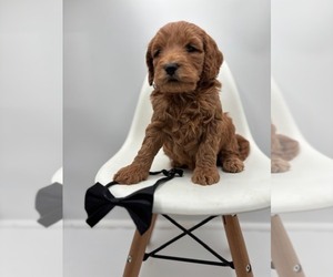 Goldendoodle Puppy for sale in CRESTON, OH, USA