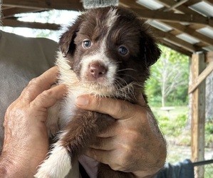 Australian Shepherd Puppy for sale in PEMBROKE, NC, USA