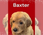 Small #1 Goldendoodle