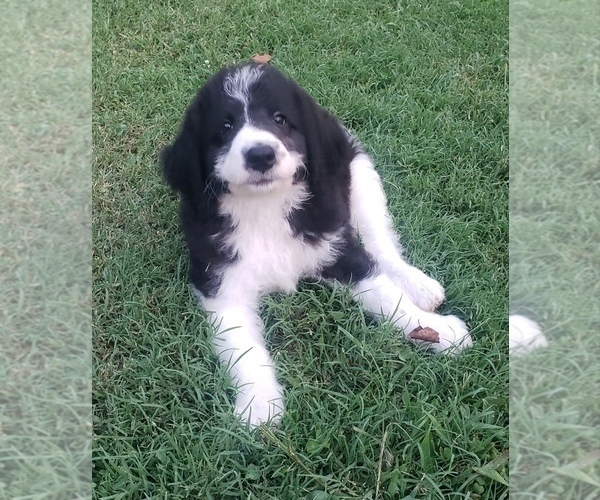 Medium Photo #6 Aussiedoodle Puppy For Sale in DOWELLTOWN, TN, USA
