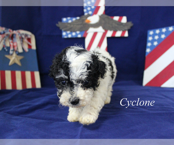 Medium Photo #9 Poodle (Toy) Puppy For Sale in CHANUTE, KS, USA