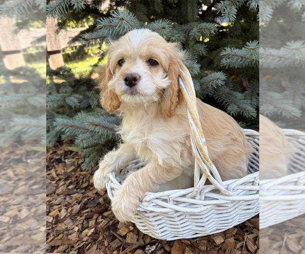 Medium Photo #4 Cockapoo (Miniature) Puppy For Sale in MIDDLEBURY, IN, USA