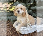 Small #3 Cockapoo (Miniature)