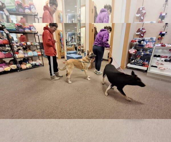 Medium Photo #30 German Shepherd Dog-Unknown Mix Puppy For Sale in Sebec, ME, USA