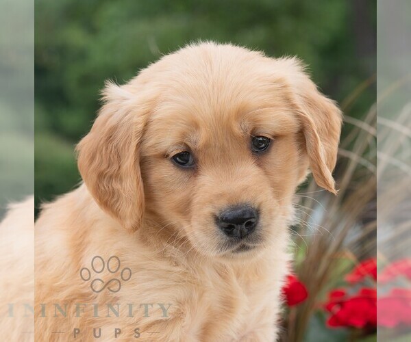 Medium Photo #6 Golden Retriever Puppy For Sale in NEWPORT, PA, USA
